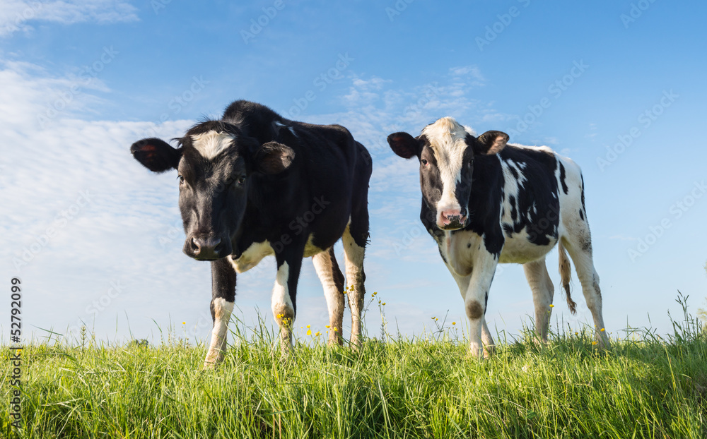 Two young cows standing on a dike