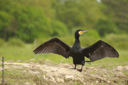 Sèchage des ailes avant l'envol - Grand cormoran