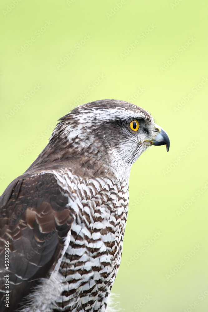 Accipiter gentilis