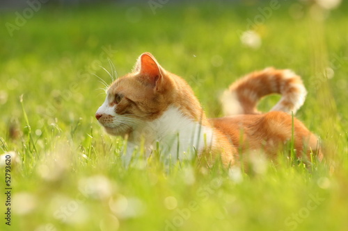 Rote Katze leuchtet im Frühling