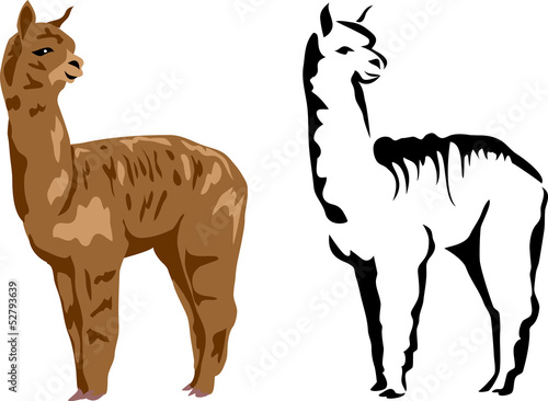 llama alpaca