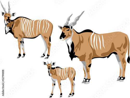 eland antelope family