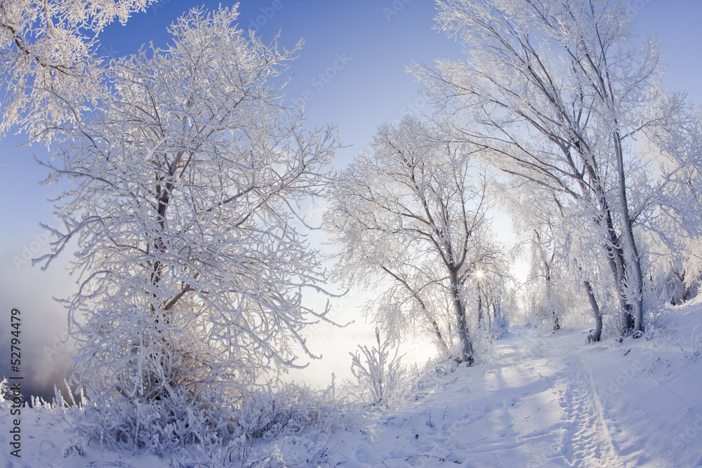 winter landscape