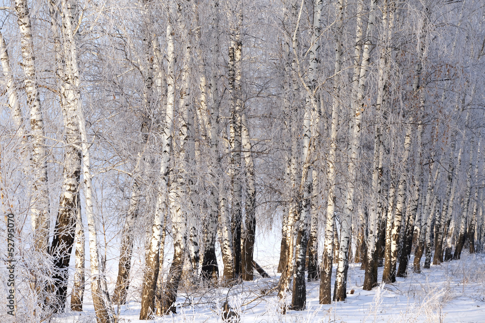 Fototapeta premium birchwood