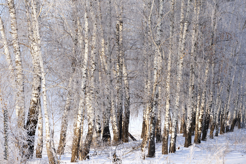birchwood