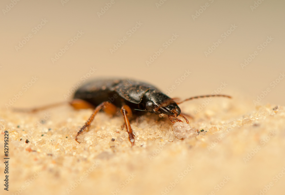 Anisodactylus binotatus Anisodactylus binotatus