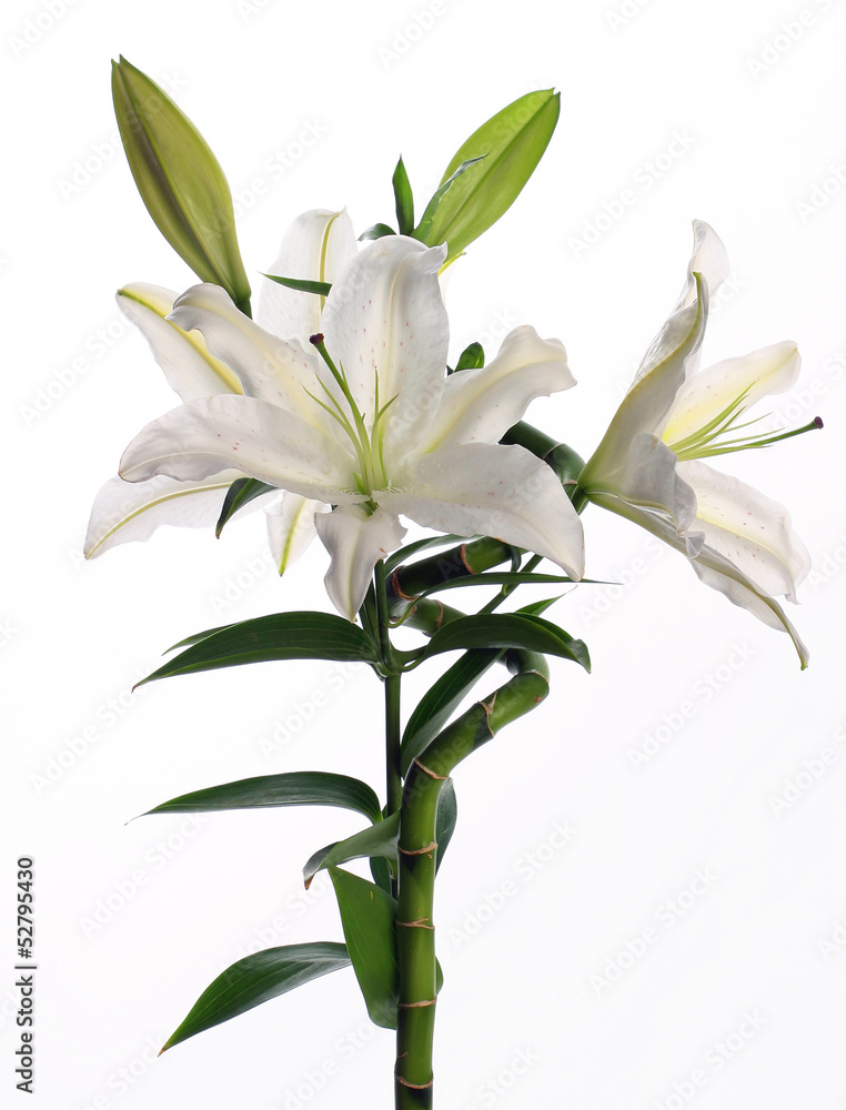 Obraz premium spring flowers