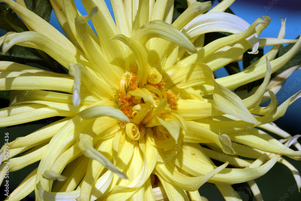 beautiful flower aster