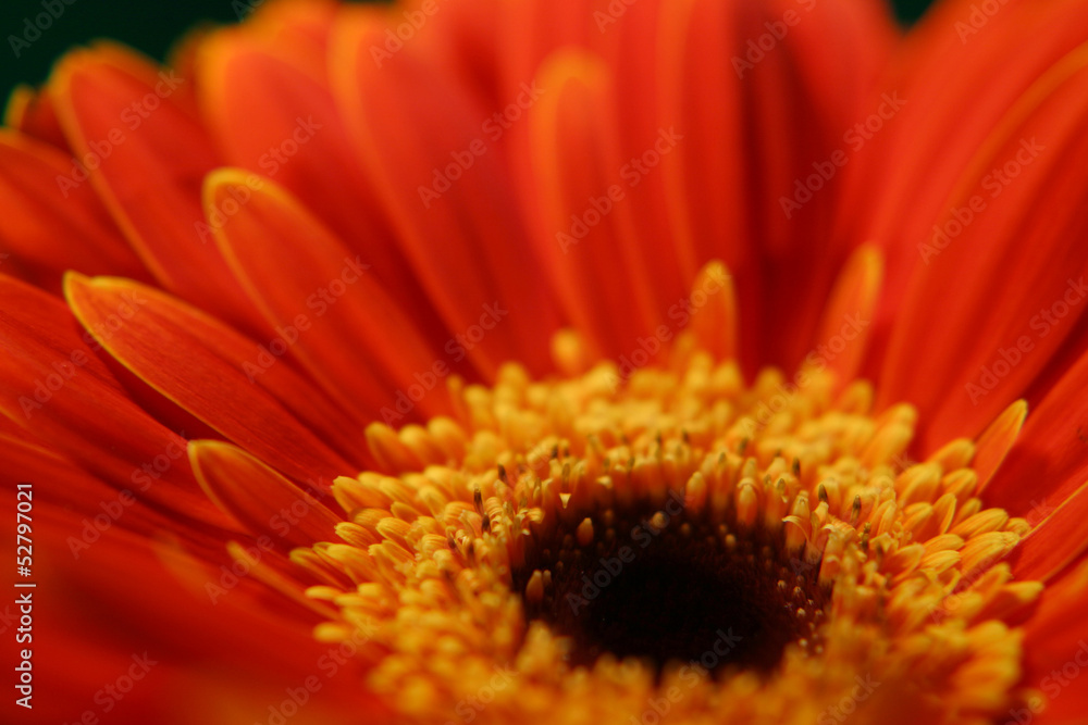 very beautiful bright orange flower in macro very beautiful bright orange flower in macro