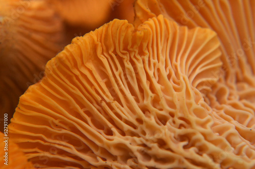 beautiful and very bright, orange mushroom in macro