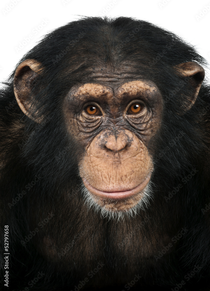 Obraz premium Zbliżenie: szympansa patrząc w kamerę, troglodytes Pan
