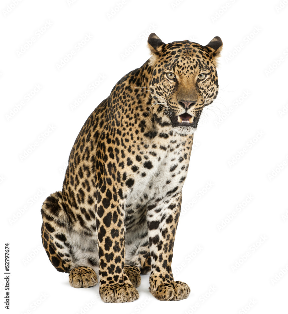 Leopard sitting, roaring, Panthera pardus, isolated on white Leopard sitting, roaring, Panthera pardus, isolated on white