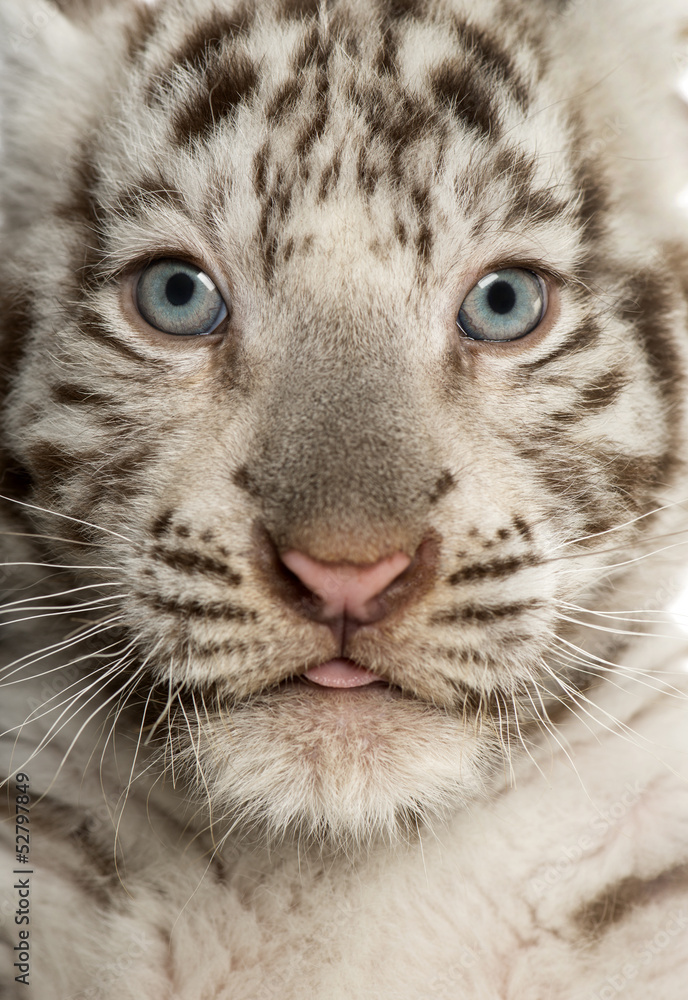 Obraz premium Close-up of a White tiger cub, 2 months old