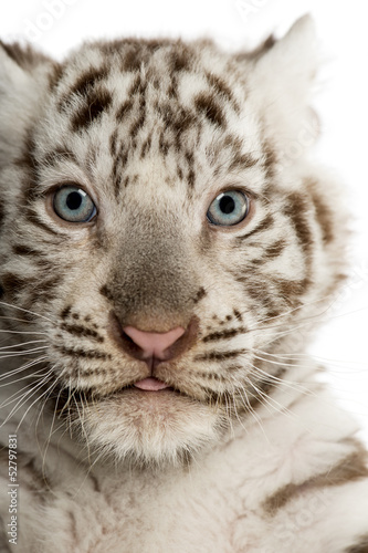 Fototapeta Naklejka Na Ścianę i Meble -  Close-up of a White tiger cub,2 months old