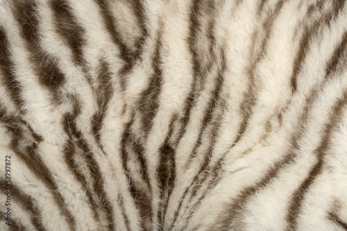 Fototapeta Naklejka Na Ścianę i Meble -  Macro of a White tiger fur