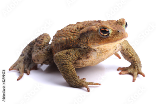 European toad (Bufo bufo) isolated on white