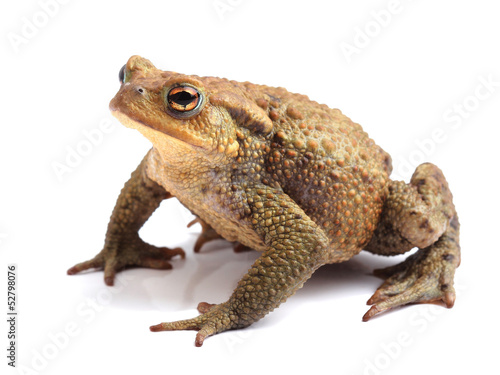 Fotografia European toad (Bufo bufo) isolated on white