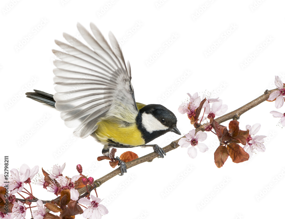 Obraz premium Male great tit taking off from a flowering branch, Parus major
