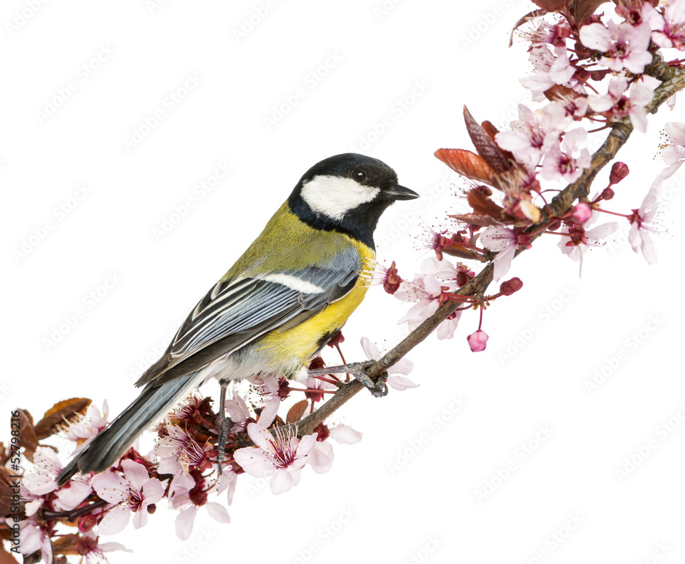Fototapeta premium Male great tit perched on a flowering branch, Parus major
