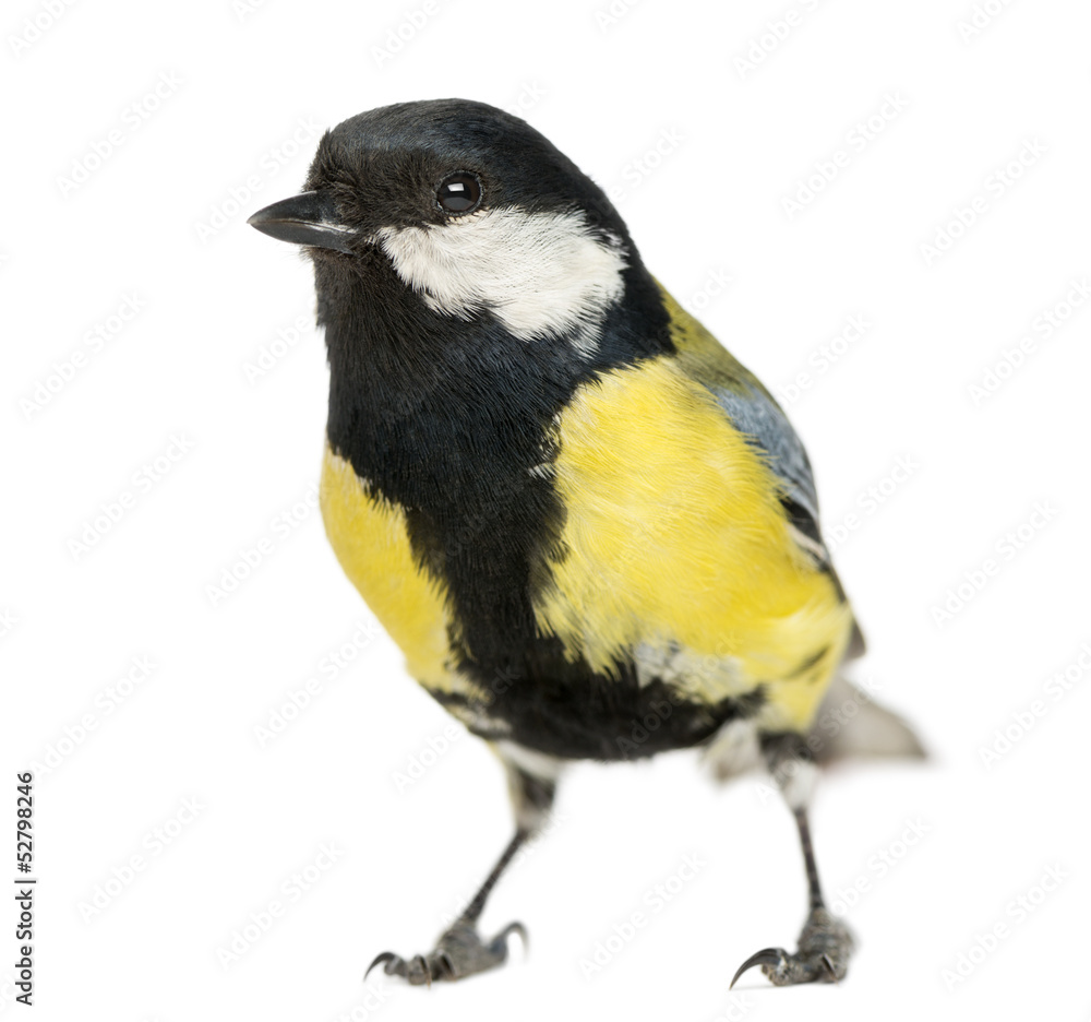 Naklejka premium Male great tit, Parus major, isolated on white