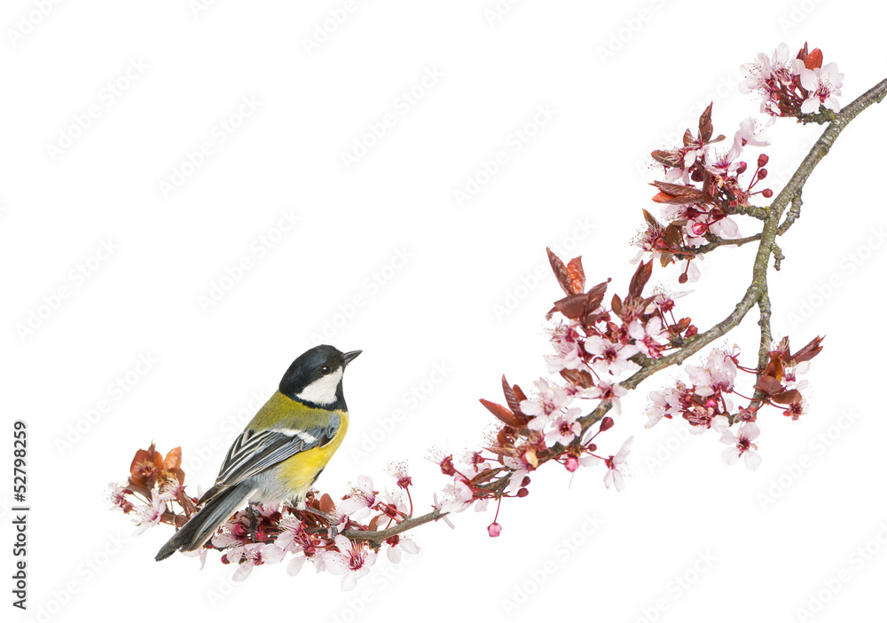 Fototapeta premium Male great tit perched on a flowering branch, Parus major