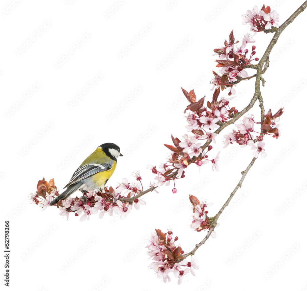 Male great tit perched on a flowering branch, Parus major Male great tit perched on a flowering branch, Parus major