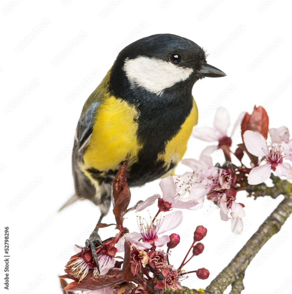 Fototapeta premium Close-up of a Male great tit on a flowering branch, Parus major