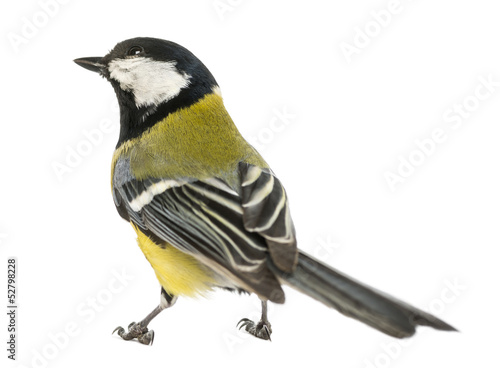 Rear view of a male great tit looking up, Parus major, isolated