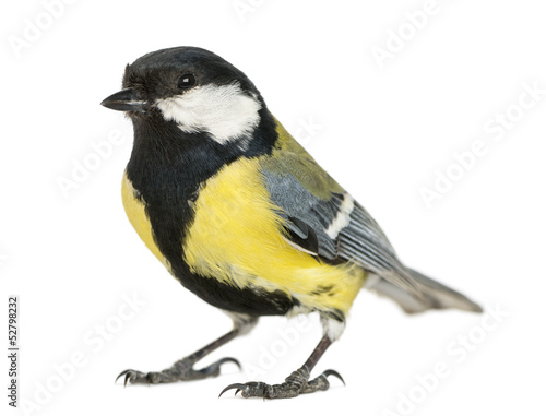 Male great tit, Parus major, isolated on white
