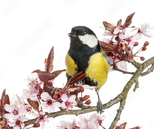 Male great tit tweeting, Parus major, isolated on white