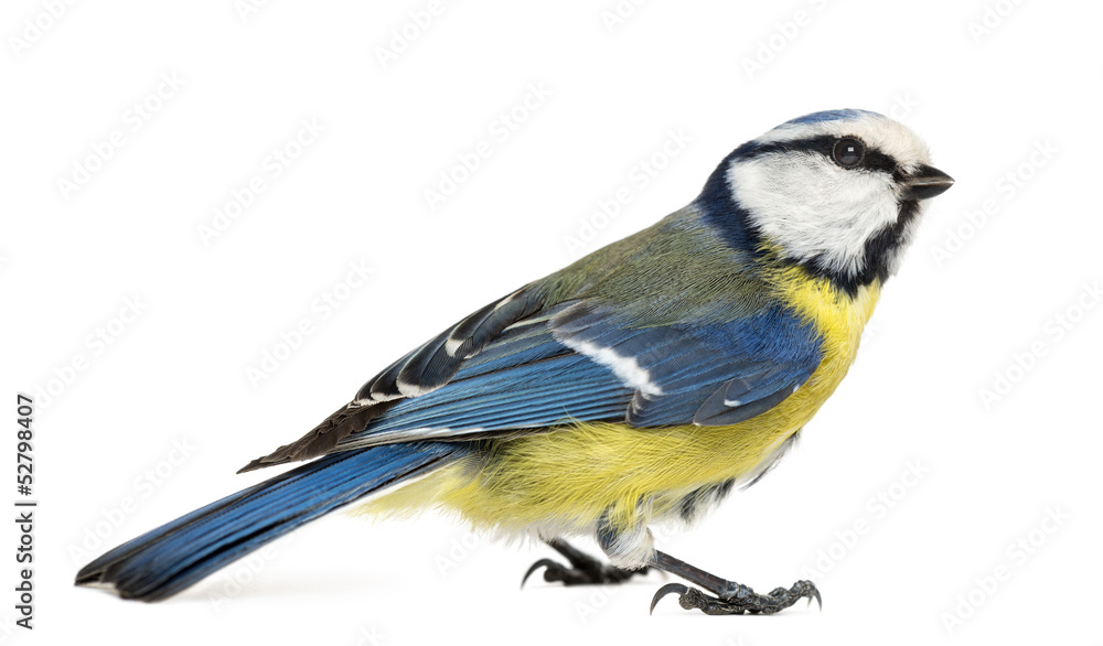 Obraz premium Side view of a Blue Tit, Cyanistes caeruleus, isolated on white
