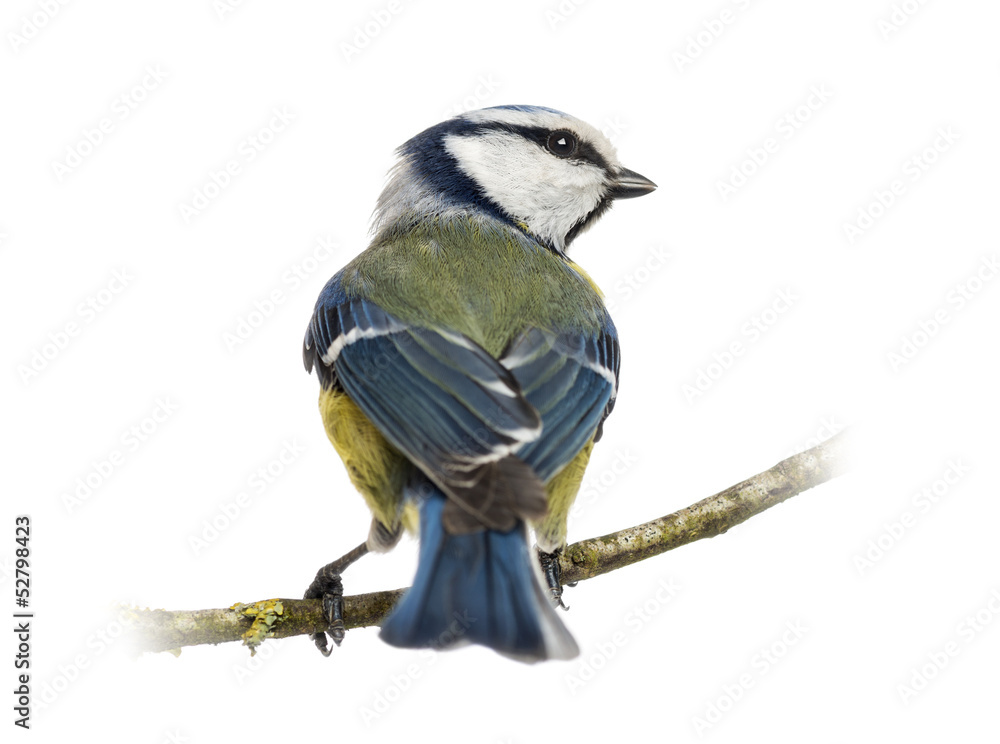 Obraz premium Rear view of a Blue Tit perched on a branch, Cyanistes caeruleus