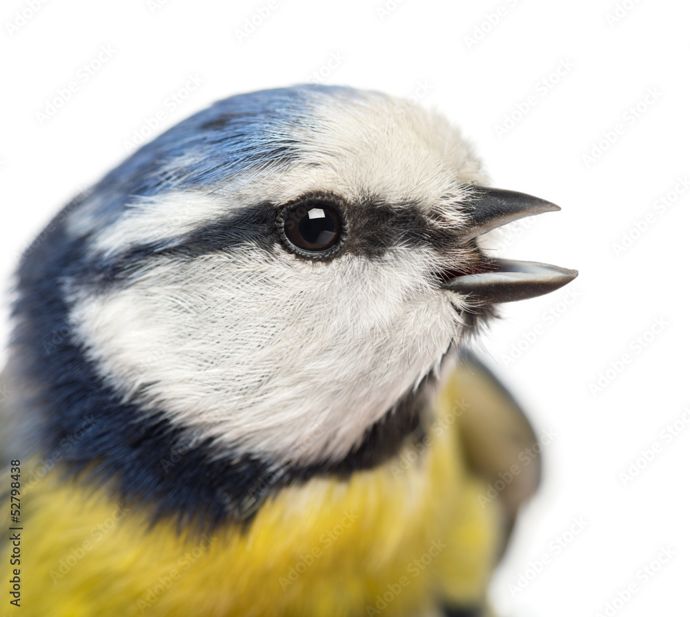 Fototapeta premium Close-up of a tweeting Blue Tit, Cyanistes caeruleus, isolated