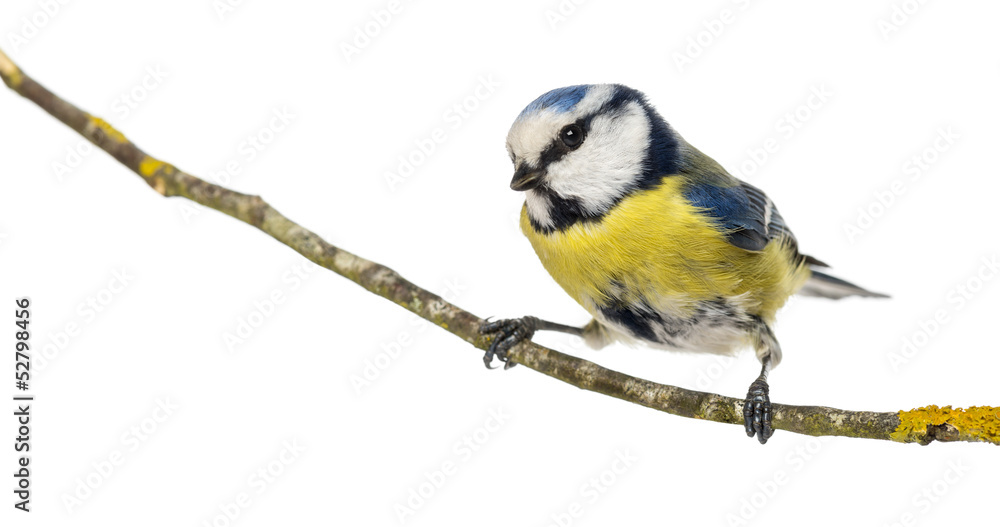 Fototapeta premium Blue Tit perched on a branch, Cyanistes caeruleus, isolated