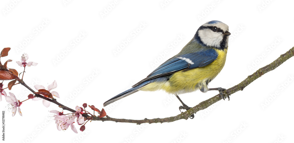 Naklejka premium Blue Tit perching on a blossoming branch, Cyanistes caeruleus
