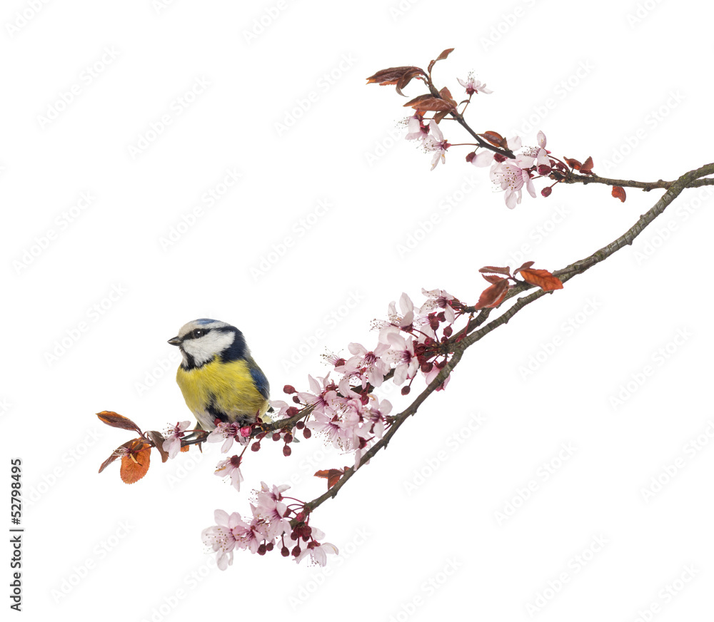 Fototapeta premium Blue Tit perching on a blossoming branch, Cyanistes caeruleus