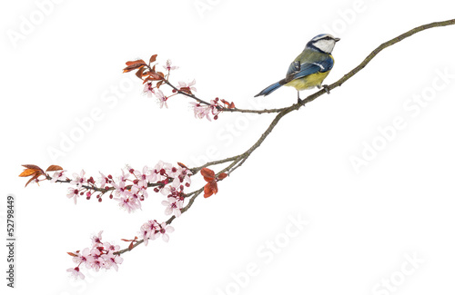 Blue Tit perching on a blossoming branch, Cyanistes caeruleus