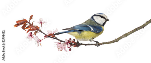 Blue Tit perching on a blossoming branch, Cyanistes caeruleus