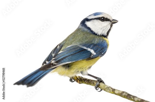 Blue Tit perched on a branch, Cyanistes caeruleus, isolated photo