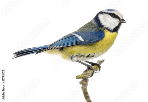 Side view of a Blue Tit perching on a branch Cyanistes caeruleus © Eric Isselée