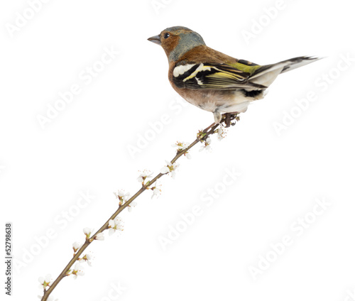 Rear view of a Common Chaffinch perched on branch