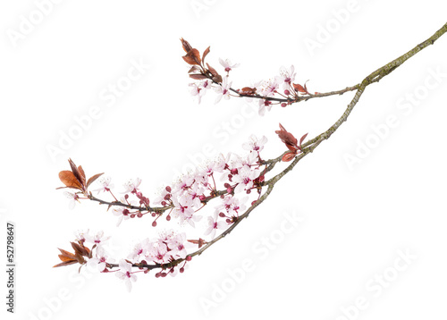 Japanese Cherry branch, isolated on white