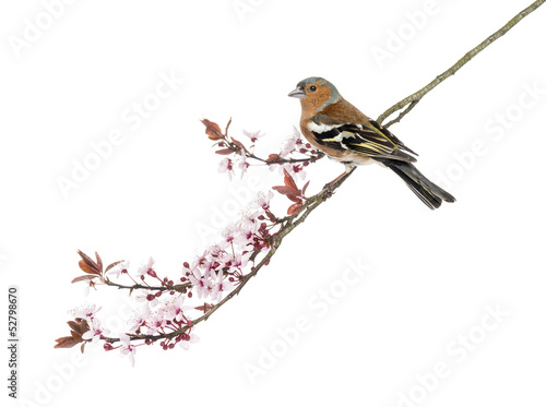 Common Chaffinch perched on branch, Fringilla coelebs