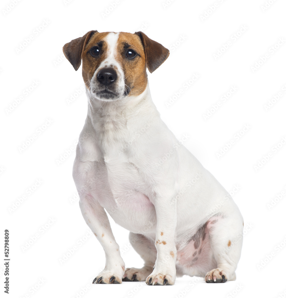 Jack Russell Terrier sitting, looking up, 2 years old, isolated
