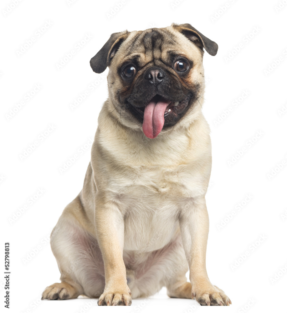 Pug, sitting and panting, 1 year old, isolated on white