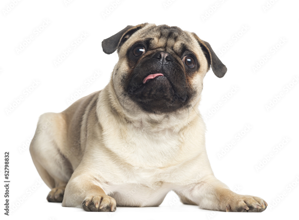 Pug, lying, looking up, 1 year old, isolated on white