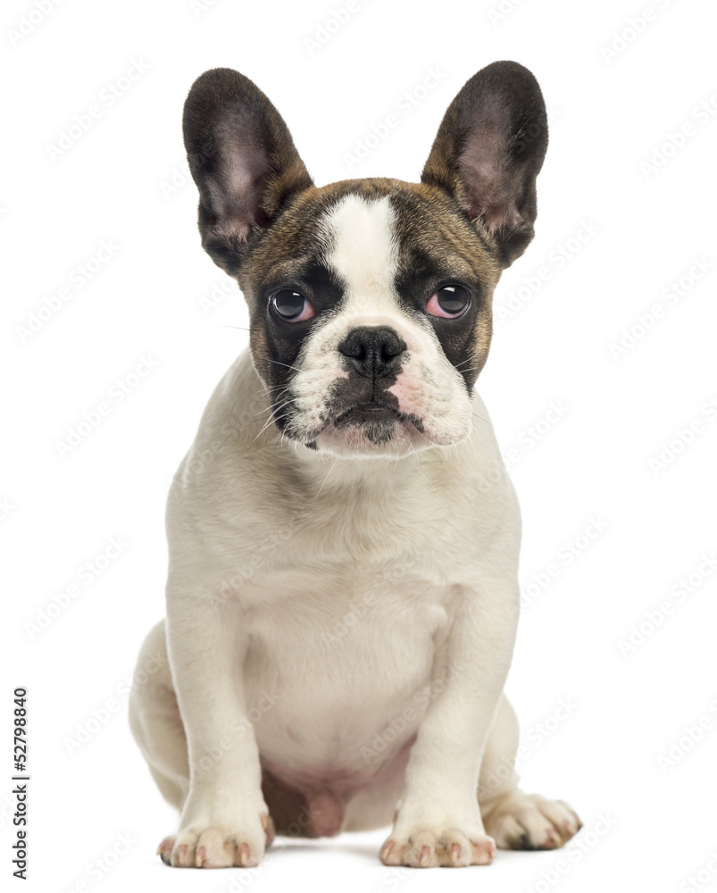 French Bulldog puppy, sitting, looking at the camera, 4 months