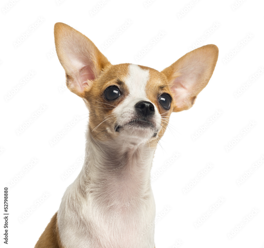 Close-up of a Chihuahua puppy looking up, 4 months old Close-up of a Chihuahua puppy looking up, 4 months old