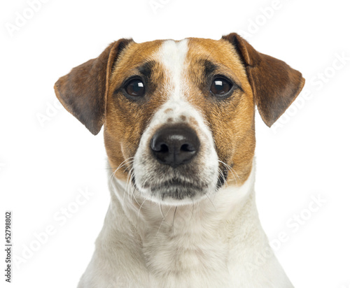 Close-up of a Jack Russell Terrier, 2 years old, isolated © Eric Isselée