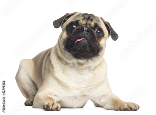 Pug, lying, looking up, 1 year old, isolated on white photo